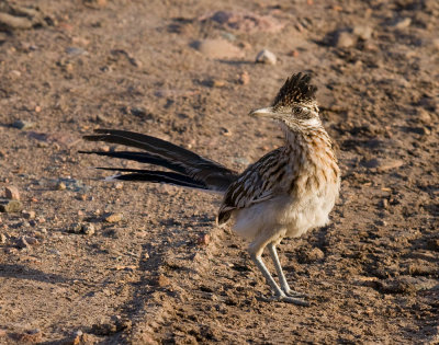 Greater Roadrunner