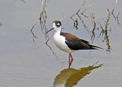 Black-necked Stilt