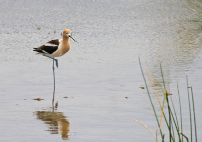 American Avocet