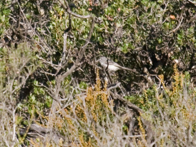 Gray Vireo