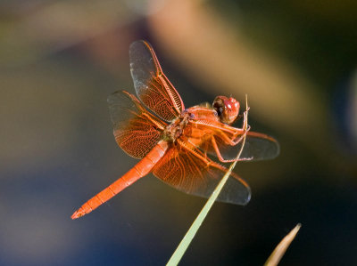 Flame Skimmer