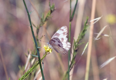 Checkered White