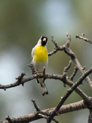 Lawrence's Goldfinch