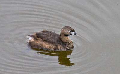 Pied-billed Grebe