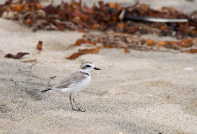 Snowy Plover