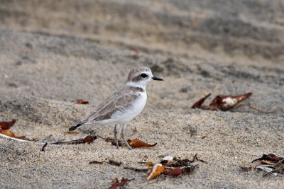 Snowy Plover