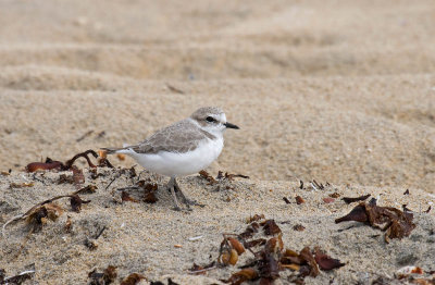 Snowy Plover