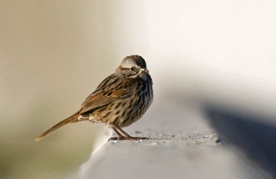 Song Sparrow