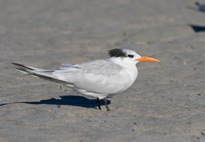 Royal Tern