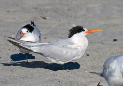 Elegant Tern