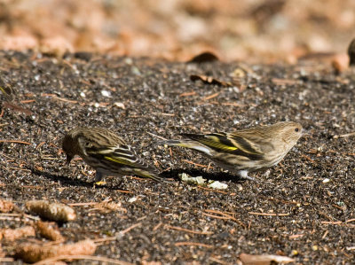 Pine Siskin