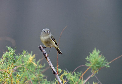 Ruby-crowned Kinglet