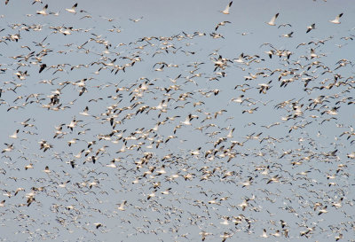 Snow Goose flock