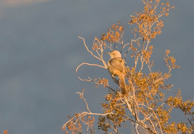 Le Conte's Thrasher