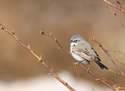 Bell's Sparrow