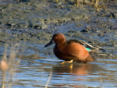 Cinnamon Teal