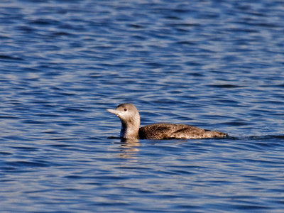 Red-throated Loon