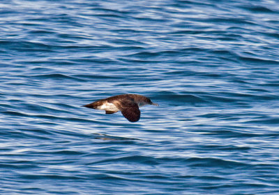 Black-vented Shearwater