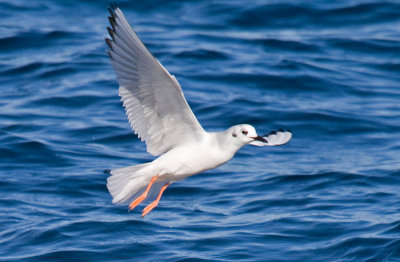 Bonaparte's Gull