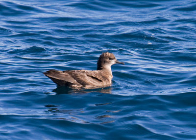 Short-tailed Shearwater