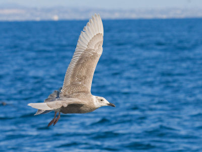 Glaucous-winged Gull