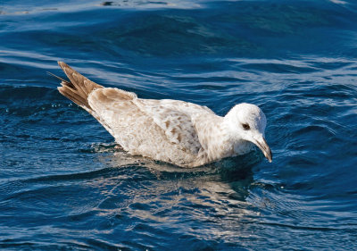 Herring Gull x Glaucous-winged (Cook Inlet) Gull
