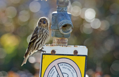 Pine Siskin