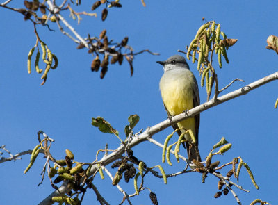 Cassin's Kingbird