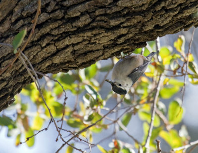 White-breasted Nuthatch