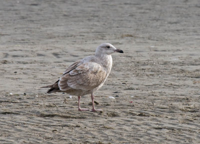 Glaucous-winged x Western Gull