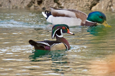 Wood Duck