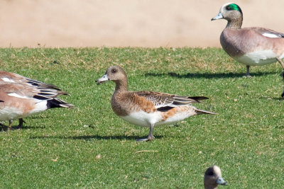 Female Eurasian Wigeon