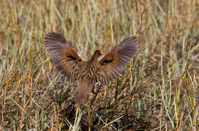 Ridgway's Rail