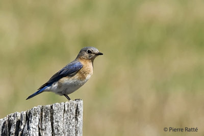 Merlebleu de l'Est (femelle), Eastern Bluebird (female)