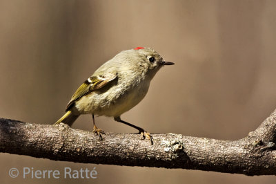 Roitelet  couronne rubis, Ruby-crowned Kinglet