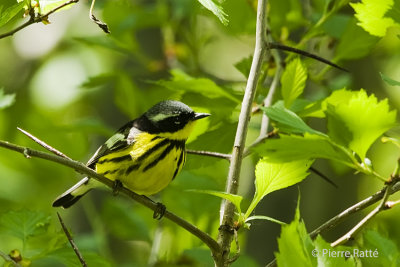 Paruline  tte cendr, Magnolia Warbler