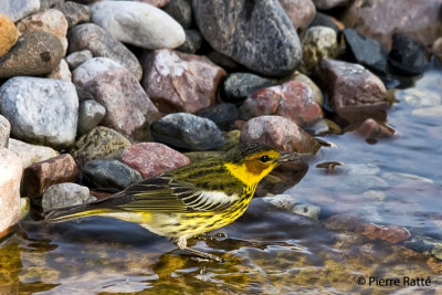 Paruline tigre, Cape May Warbler