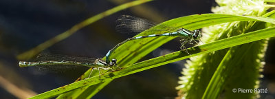 Libellule, Dragonfly