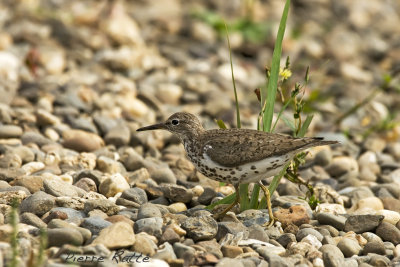 Chevalier Grivel, Spotted sandpiper