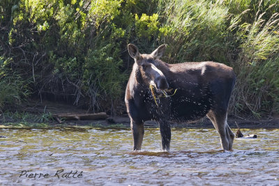 Orignal, Moose  (femelle)