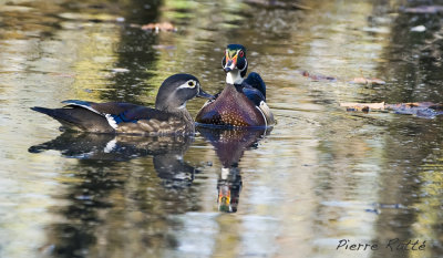 Canard Branchu, Wood Duck