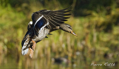 Canard Colvert, Mallard