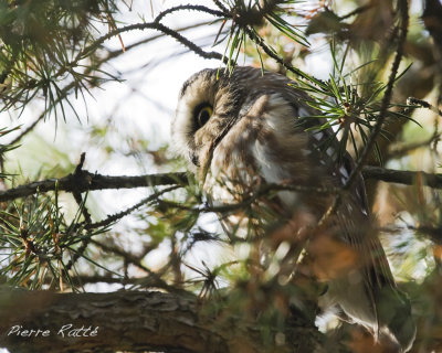 Petite Nyctale, Northern Saw-whet Owl