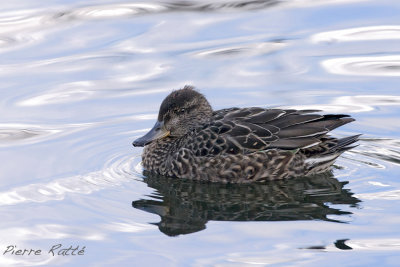 Canard d'Amrique, American Black Duck