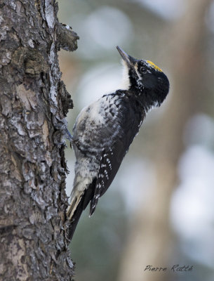 Pic  dos ray, American Tree-toed Woodpecker