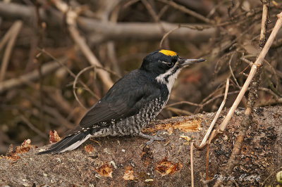 Pic  dos noir, Black-backed Woodpecker
