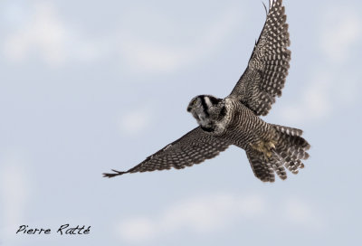Chouette pervire, Northern Hawk Owl
