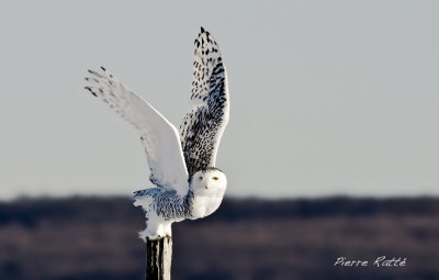 Harfang des Neiges, Snowy Owl