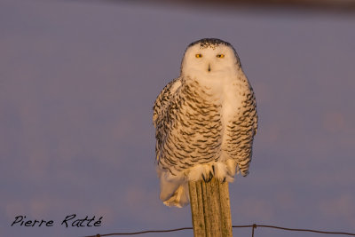 Harfang des Neiges, Snowy Owl