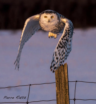 Harfang des Neiges, Snowy Owl